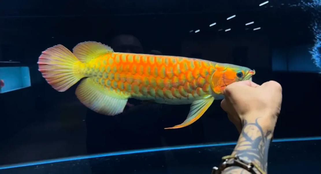 天王紅龍魚多少錢一條圖片