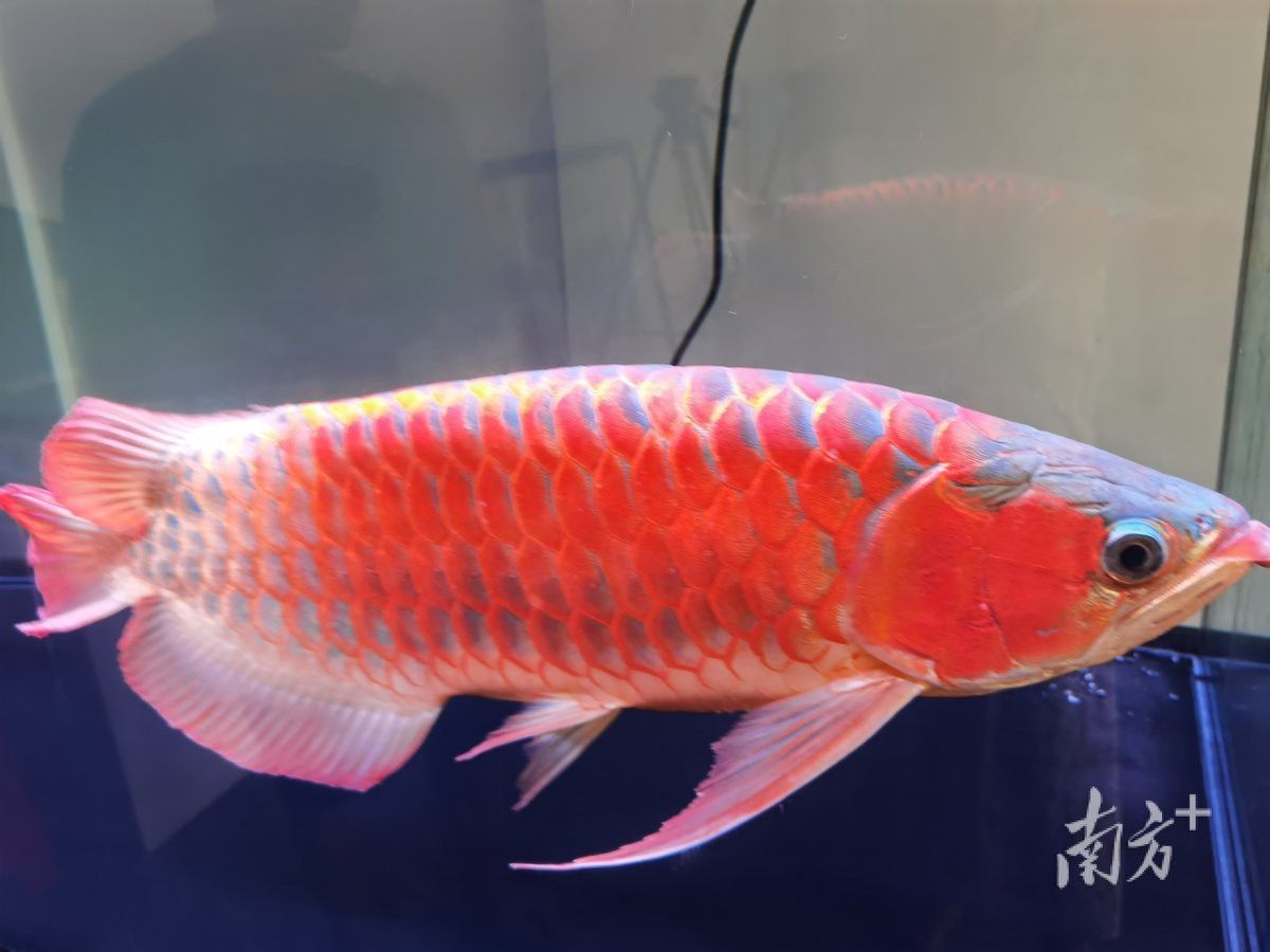 天王紅龍魚多少錢一條圖片