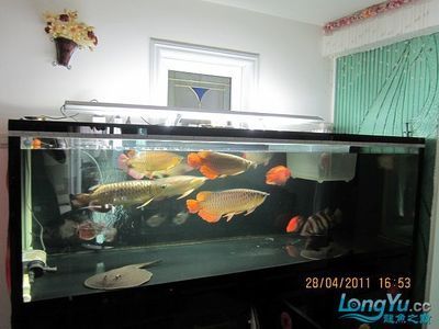 龍魚進(jìn)缸后喂食的最佳時(shí)機(jī)（龍魚進(jìn)缸后喂食的時(shí)間）