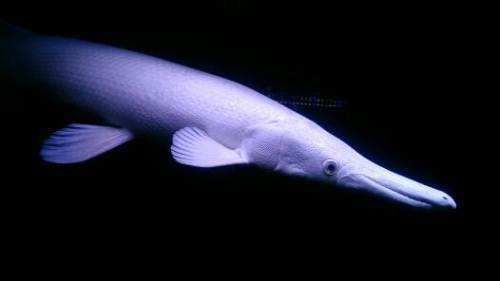 龍魚總撞魚缸是咋了回事：龍魚總撞到魚缸的原因