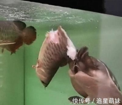 金龍魚吃烏龜：金龍魚吃烏龜嗎？