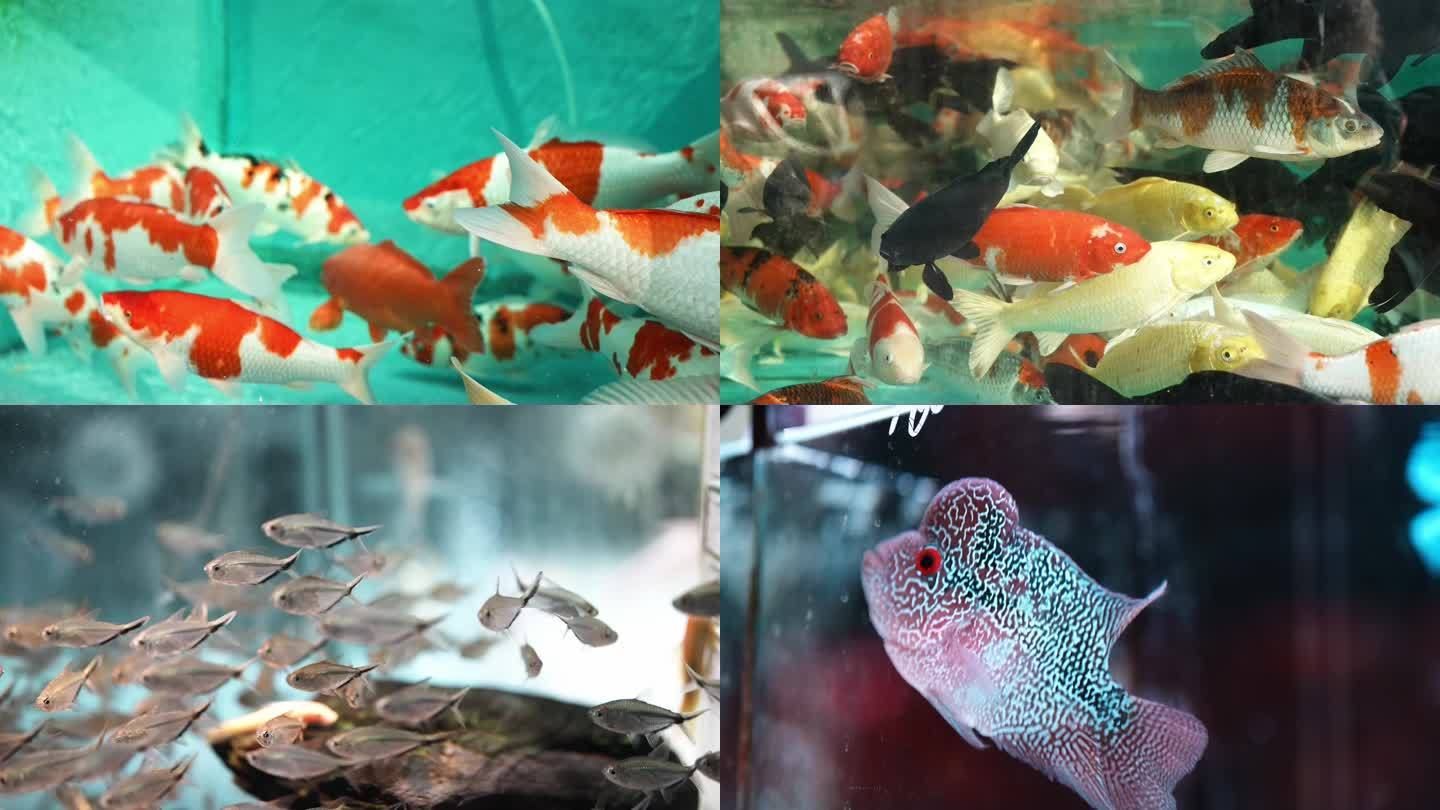 金龍魚老是在魚缸上面不游動【為什么金龍魚老是在魚缸上面不游動】