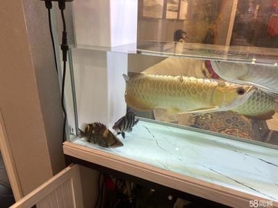 金龍魚老是在魚缸上面不游動【為什么金龍魚老是在魚缸上面不游動】