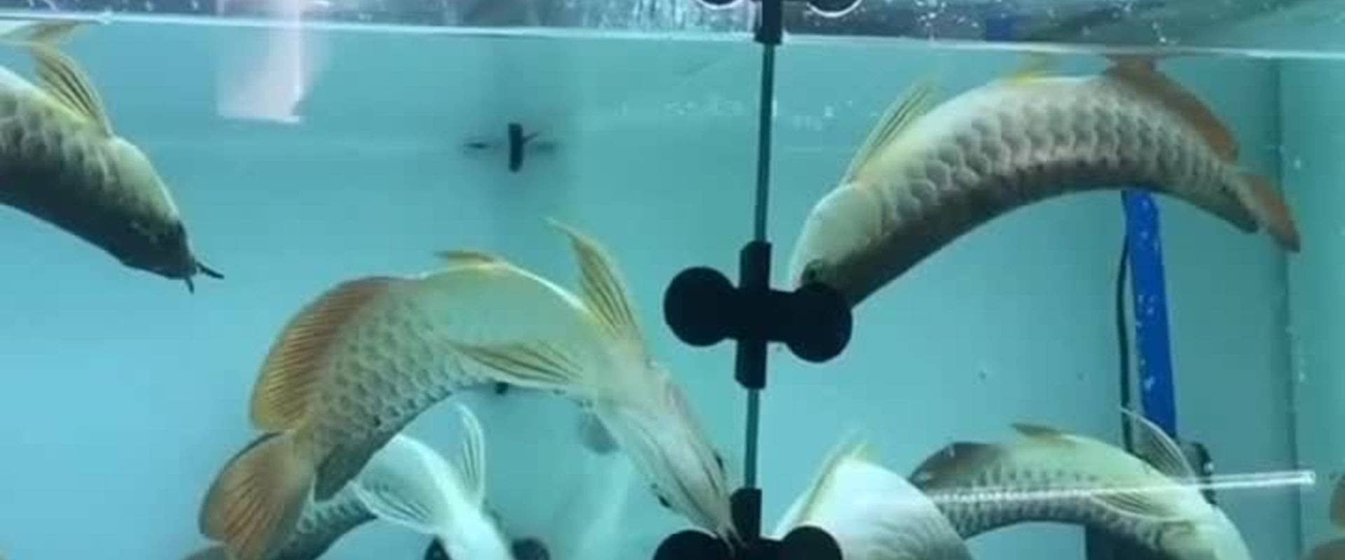 金龍魚老是在魚缸上面不游動【為什么金龍魚老是在魚缸上面不游動】