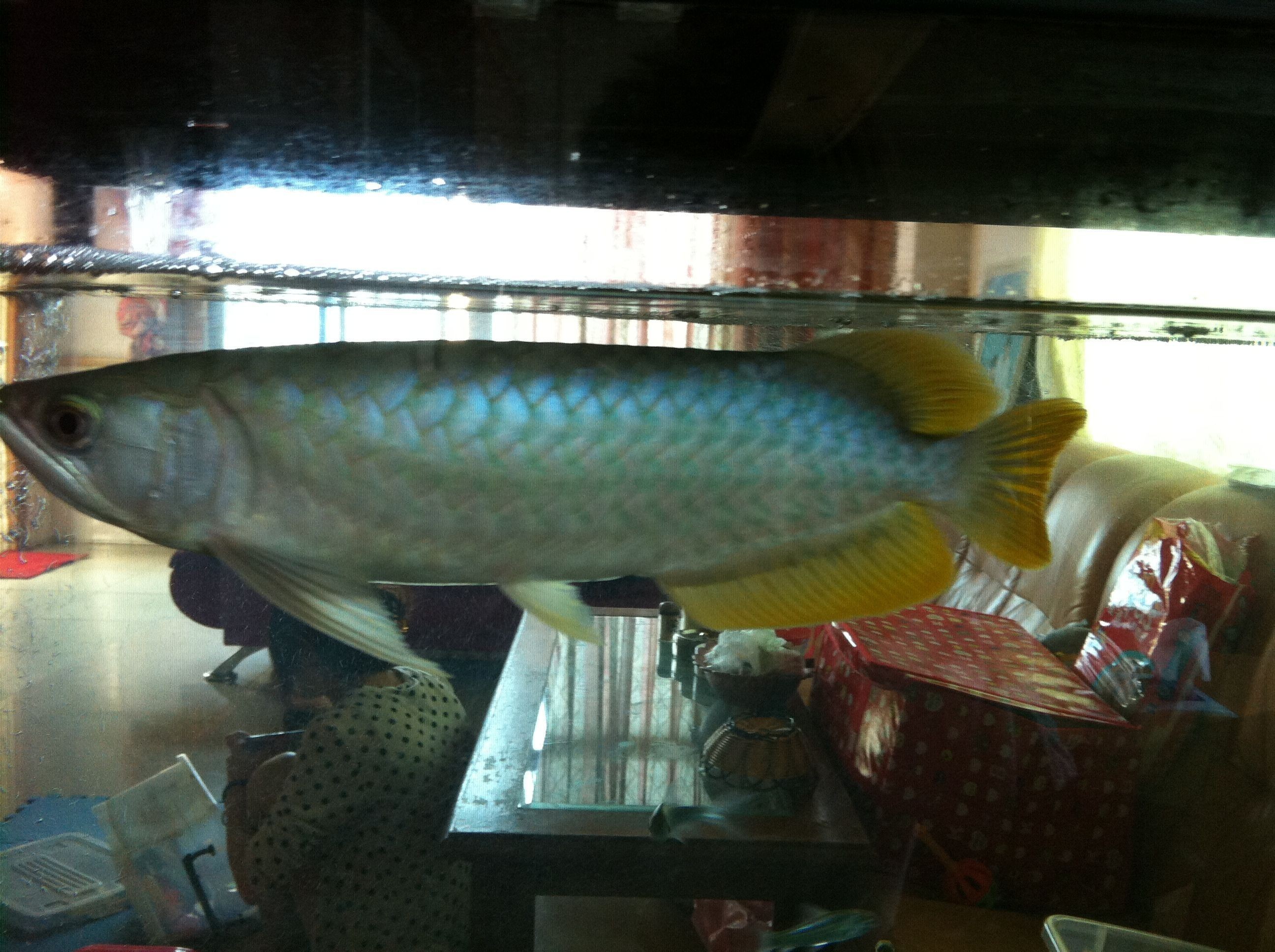 大湖龍魚多少錢一條：大湖龍魚多少錢一條大湖龍魚的價(jià)格因素而異