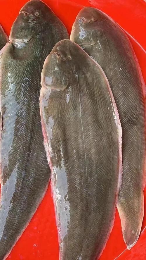 龍利魚照片 龍利魚照片 龍魚百科 第1張