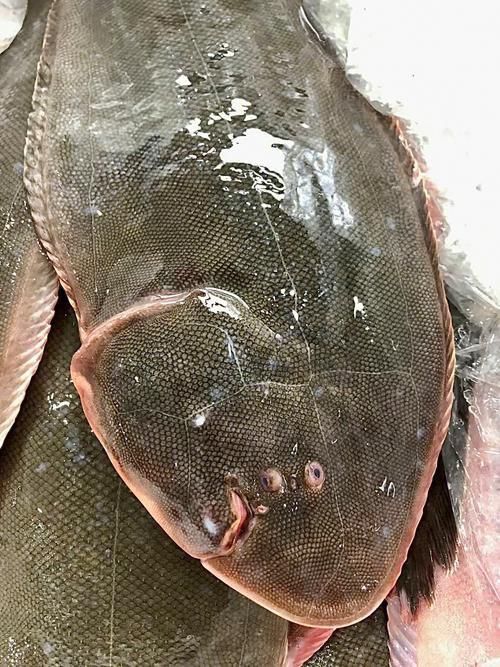 龍利魚照片 龍利魚照片 龍魚百科 第7張