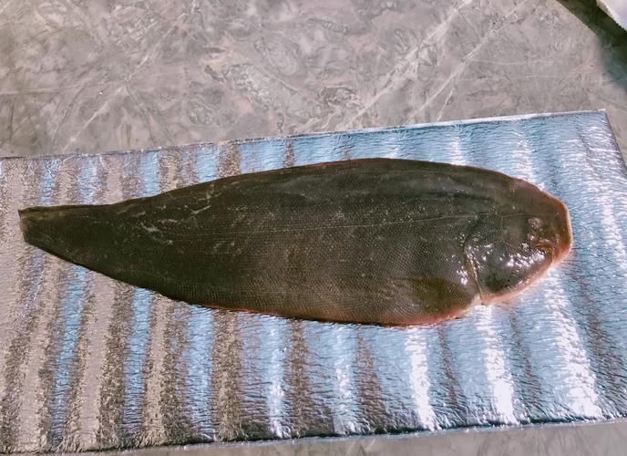 龍利魚照片 龍利魚照片 龍魚百科 第9張