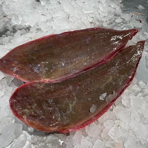 龍利魚照片 龍利魚照片 龍魚百科 第13張