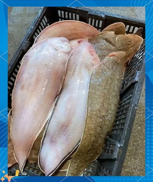 龍利魚照片 龍利魚照片 龍魚百科 第17張