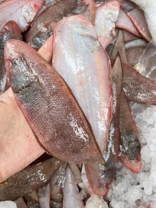 龍利魚照片 龍利魚照片 龍魚百科 第15張