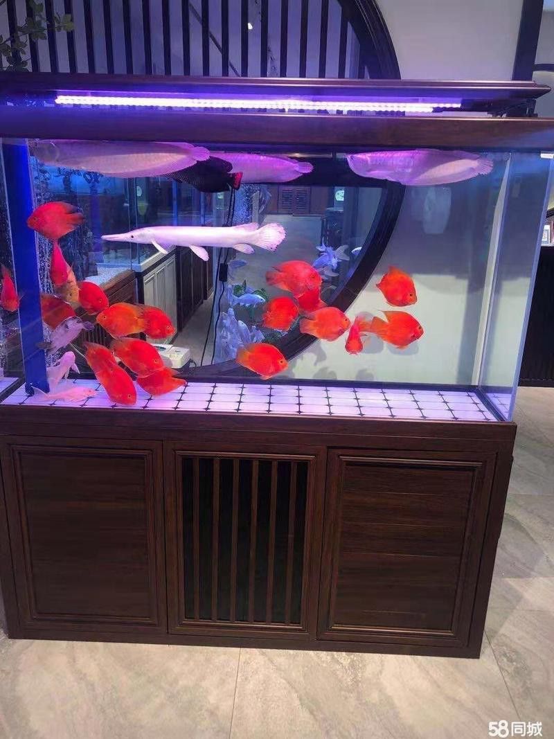 剛買回來的龍魚怎么處理好（新買的小金魚喂龍魚之前怎么處理才可以喂龍魚和虎魚）