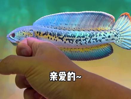 有黑色龍魚嗎視頻播放