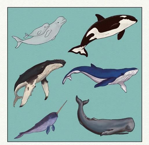 鯨魚大小排名圖片