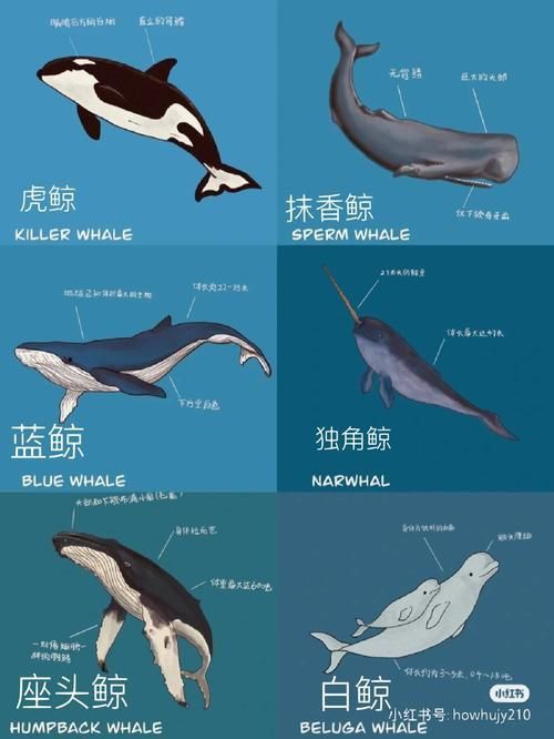 鯨魚大小排名圖片