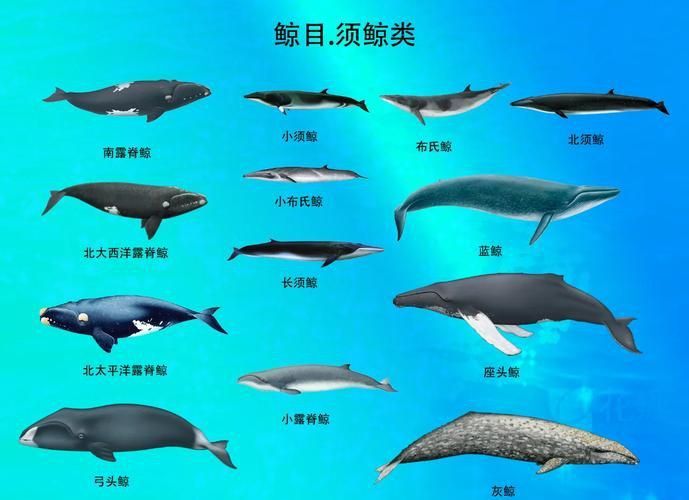 鯨魚大小排名圖片