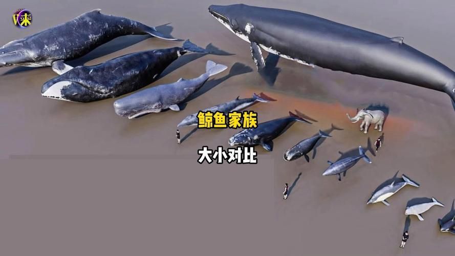 鯨魚大小排名圖片