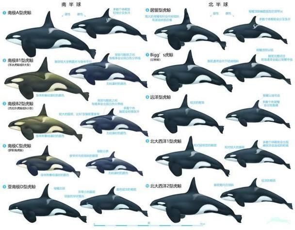 鯨魚大小排名圖片