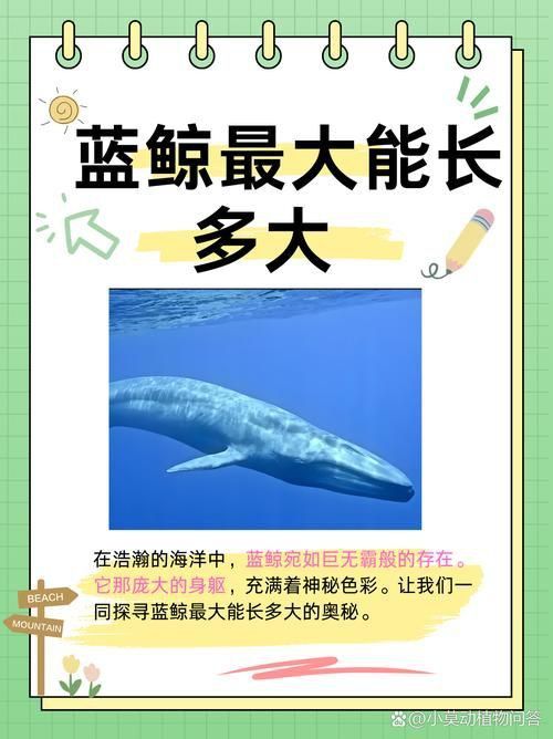 鯨魚大小排名圖片