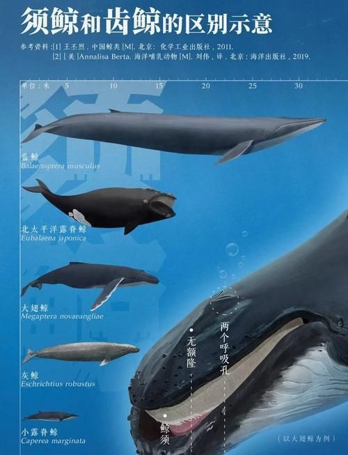 鯨魚大小排名圖片