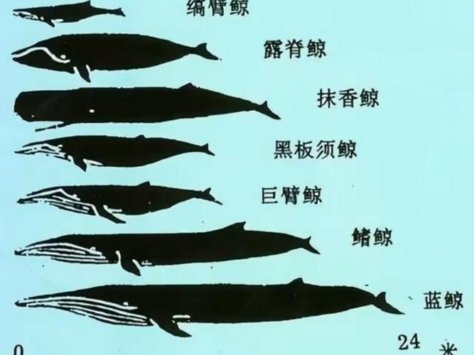 鯨魚大小排名圖片