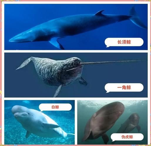 鯨魚大小排名圖片