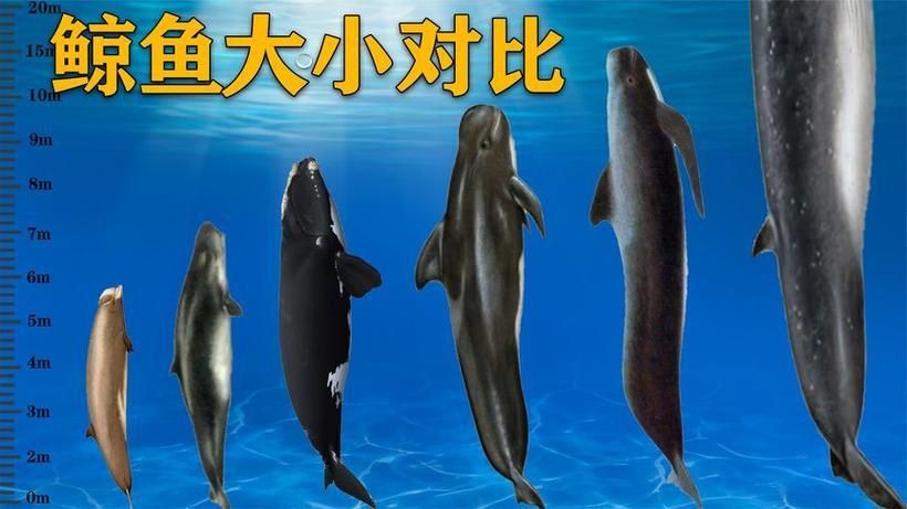 鯨魚大小排名圖片