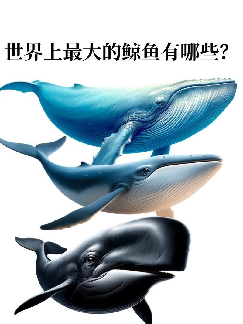 鯨魚大小排名圖片