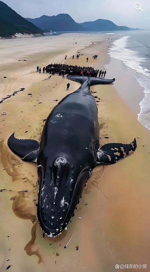 鯨魚大小排名圖片