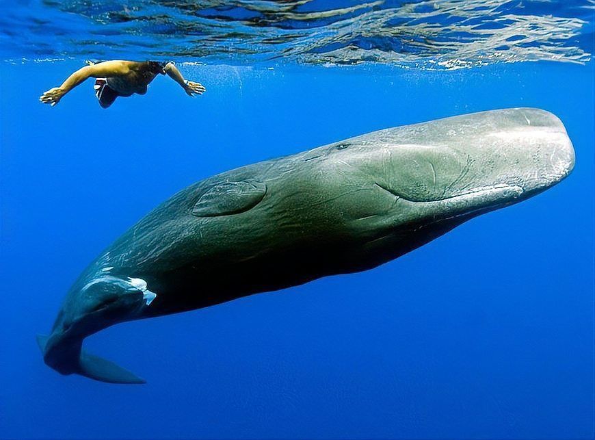 鯨魚大小排名圖片