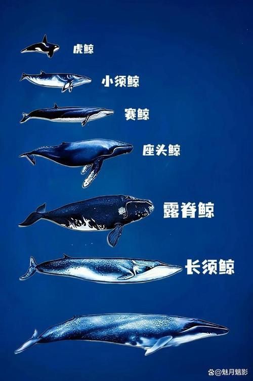 鯨魚大小排名圖片