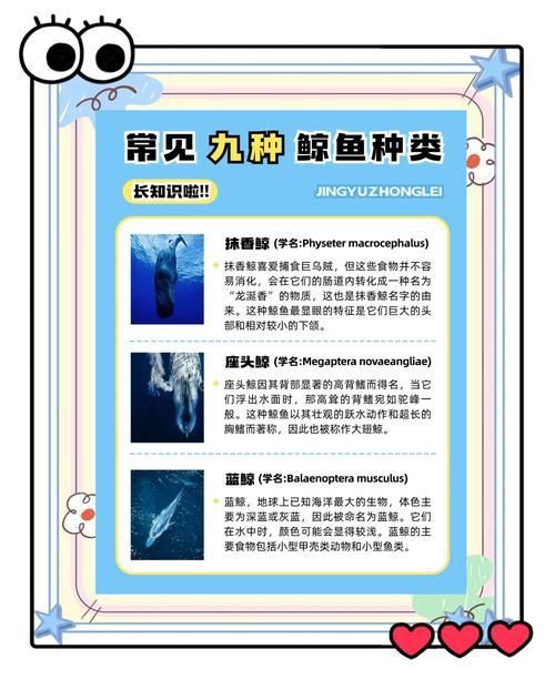 鯨魚大小排名圖片