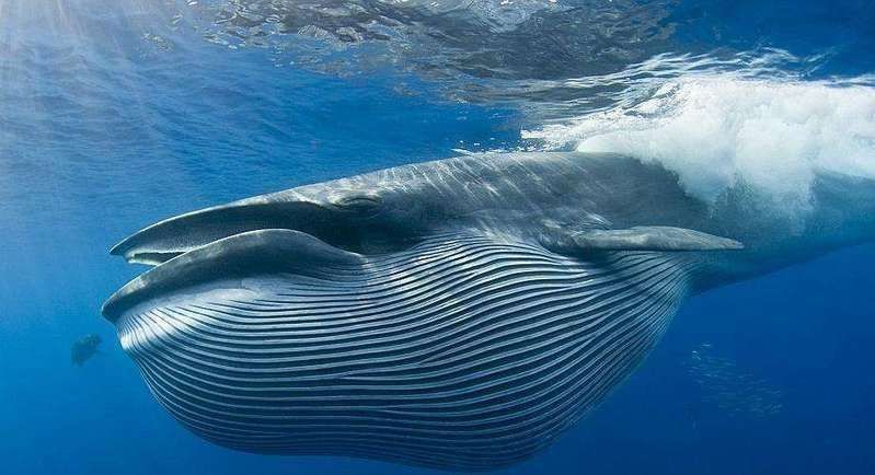 鯨魚大小排名圖片