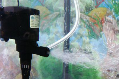 紅龍魚增色食物有哪些呢圖片（紅龍魚增色食物有哪些呢圖片大全）