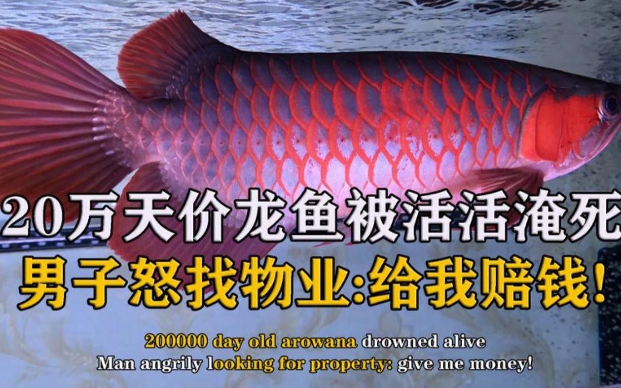 推薦幾款適合紅龍魚的魚缸
