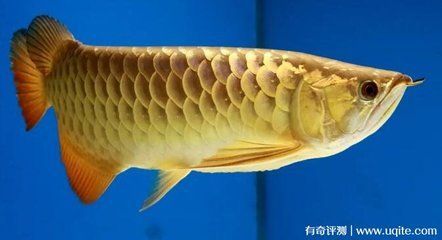 高端金龍魚的價格在一萬元以上：金龍魚價格在1萬元以上，具體價格取決于其珍珠鱗片的亮度和亮度