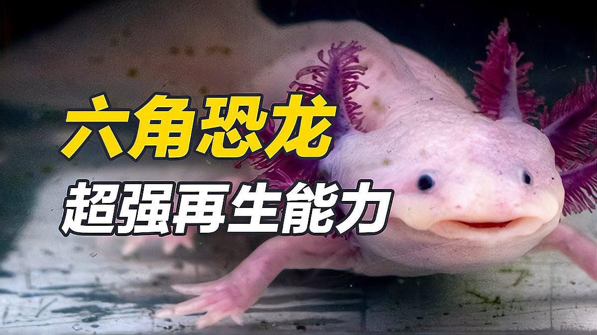 六角恐龍的再生能力有無限制？