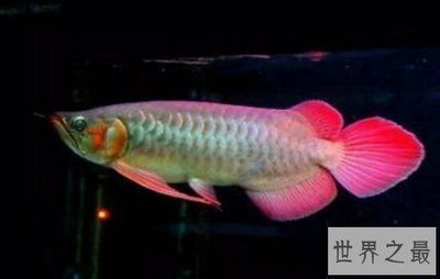 龍魚別稱（龍魚在古代的地位，龍魚文化寓意探究，龍魚品種與別稱關(guān)系）