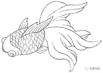 龍魚哪種好養：幾種好養的龍魚品種