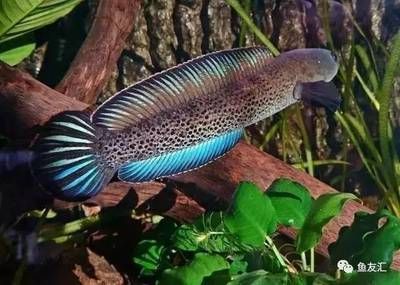 雷龍魚哪些品種好養活（哪些品種的雷龍魚比較好養活）