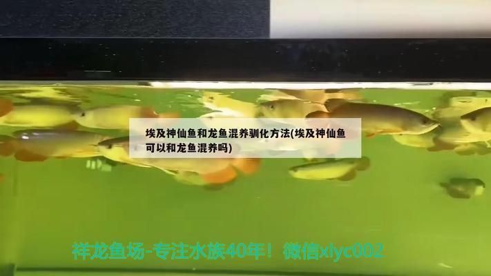 龍魚混養埃及神仙魚可以嗎：龍魚與埃及神仙魚能否混養取決于多種因素，養殖師的意見