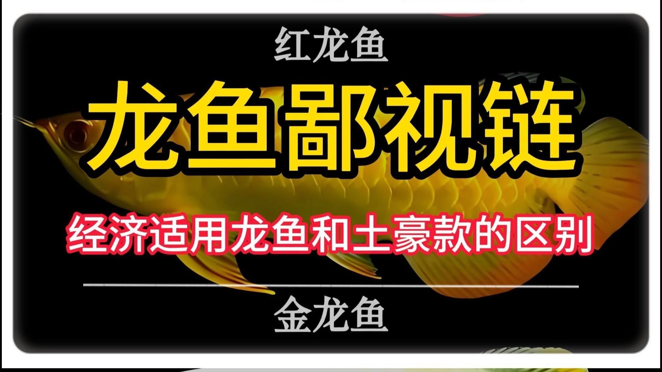 龍魚哪種好