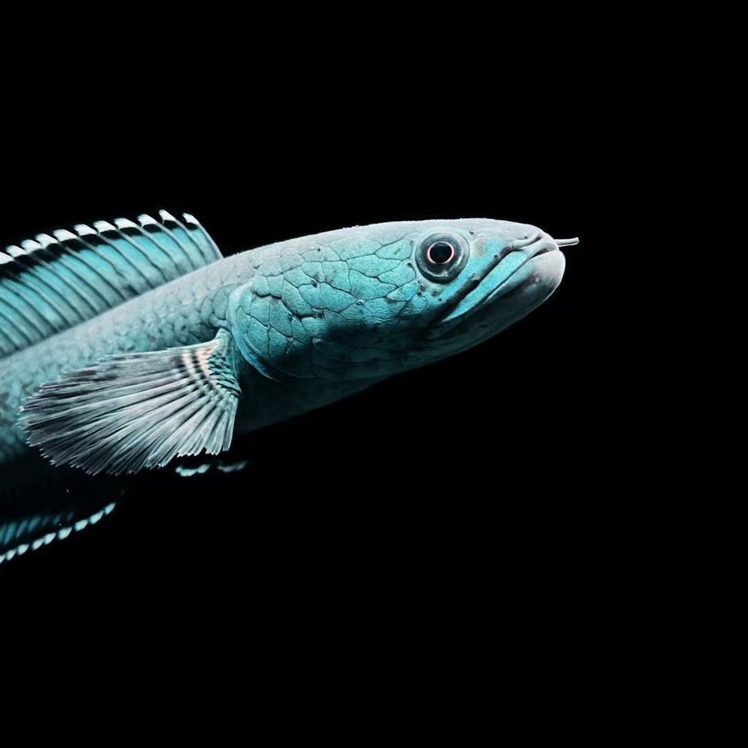 龍魚哪種好