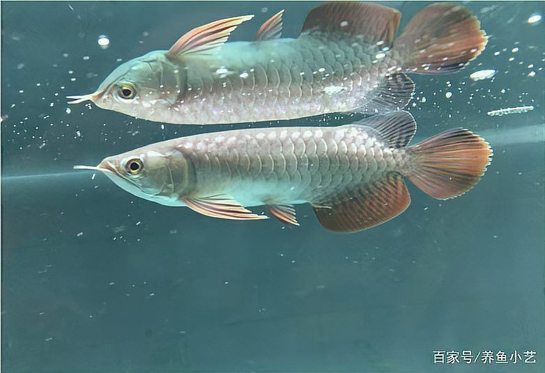 龍魚腸炎表現
