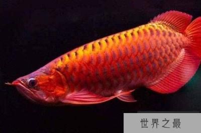 龍魚什么品相最貴（龍魚中最貴重的品種及其特點）