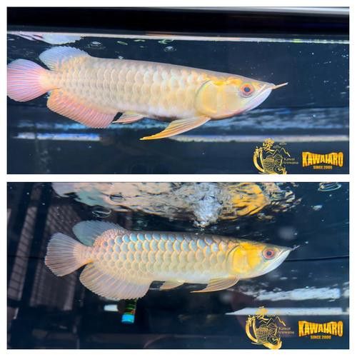 藍色龍魚價格表大全圖