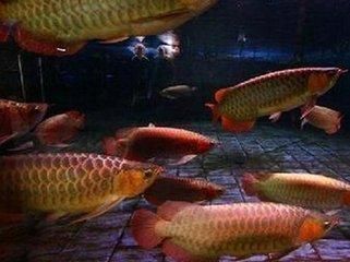 如何減少過背金龍魚的攻擊性？