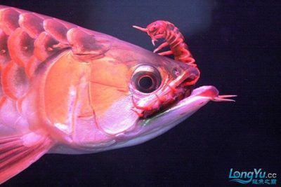 紅龍魚多久喂一次蜈蚣（紅龍魚喂蜈蚣多久喂一次）