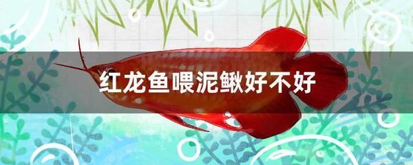 紅龍魚喂泥鰍好不好（如何自制紅龍魚營養飼料,泥鰍消毒處理的正確方法，紅龍魚發色食物推薦）