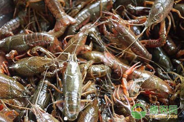 龍魚和蝦混養(yǎng)：龍魚飼料魚與蝦虎魚混養(yǎng)成功案例